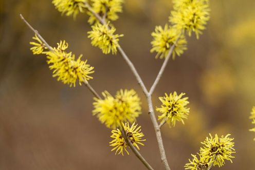 WITCH HAZEL